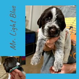 River - Brown and gray male Wirehaired Pointing Griffon puppy in Tollhouse, California from Rocking S Griffons