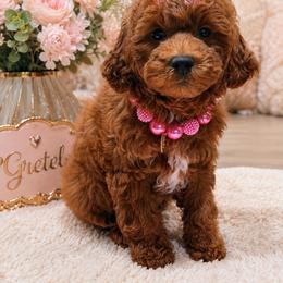 Gretel - Red  female Goldendoodle puppy in Cooper City, Florida from Jenny La Bone
