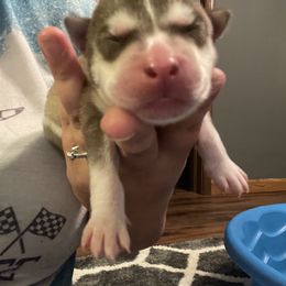 Siberian Husky Puppies from Alexandra's Siberian Huskies