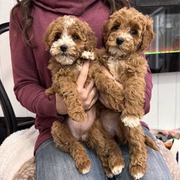Butterfly on right less white - Red  female Goldendoodle puppy in Rush, New York from Care Bear Puppies