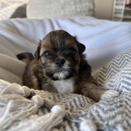 Shih Tzu Puppies from Ivy Ozz Pups