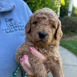 Green - Red  male Goldendoodle puppy in Indian Trail, North Carolina from Castleberry Doodles and Poodles