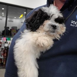 Shihpoo Puppies from Mark Melton