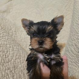 Boy 1 - Blue and gold male Yorkshire Terrier puppy in Hesperia, California from Diamond Doll Yorkies