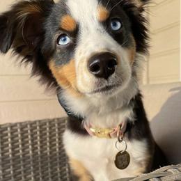 Miniature Australian Shepherd All Grown Up from Furrever.Mini.Aussies.llc