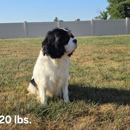 Grandeur valley Juliet - Cavalier King Charles Spaniel