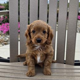 Dorito - Apricot male Cavapoo puppy in Sugarcreek, Ohio from True Hearted Doodles