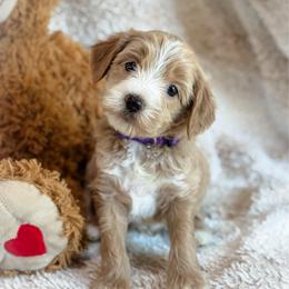 Halo - Apricot female Goldendoodle puppy in Wharton, Texas from Little Fur Friends