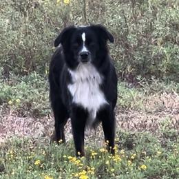 Millie - Miniature Australian Shepherd