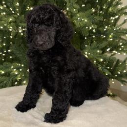 Milo - Black male Poodle puppy in Roseville, California from Aura & Luxe Poodles
