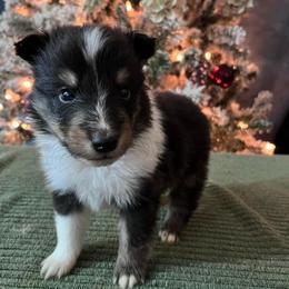 Shetland Sheepdog Puppies from Milady’s Shelties East Texas