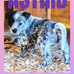 Astrid - Blue mottled female Australian Cattle Dog puppy in Fife Lake, Michigan from Kurczak Farm LLC