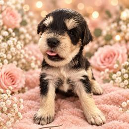 Tanner - Black and silver male Miniature Schnauzer puppy in Hull, Georgia from Ardent Miniature Schnauzers of Athens