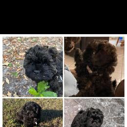 Black and tan - Black and tan male Pekingese puppy in Winter Haven, Florida from Polk County Peekapoos