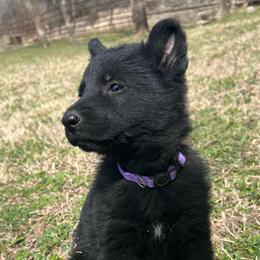 Edison - male German Shepherd puppy in Dewy, Oklahoma from Great North Kennels