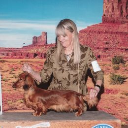 Dachshunds from Kiva Dachshunds