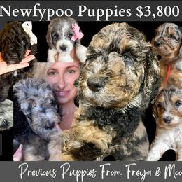 Newfypoo puppies from KelleyDoodles