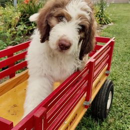 Bernedoodle and Bernese Mountain Dog Puppies from KEE Bernedoodles