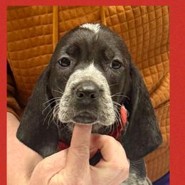 Rachel - Blue ticked female Bluetick Coonhound puppy in Cherryville, North Carolina from Evenstar-WesRidge Bluetick Hounds