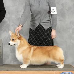 Pembroke Welsh Corgis from Pemhill Corgis