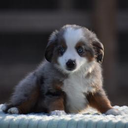 Buoy - Blue merle male Miniature American Shepherd puppy in Chocowinity, North Carolina from Foxtail Hollow