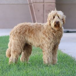 Chevy - Australian Labradoodle