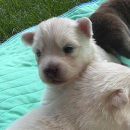 Calamity Jane - Gray and white female Pomsky puppy in Blue Earth, Minnesota from Blue Sky Pomsky