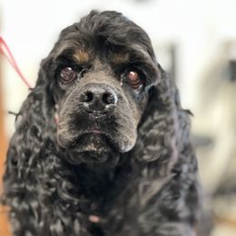 Fay - Cocker Spaniel