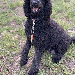 Saphira - Goldendoodle