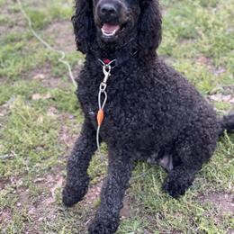 Saphira - Goldendoodle