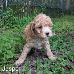 Jasper - Buff male Cockapoo puppy in Sunset, Louisiana from Cano Cockapoos