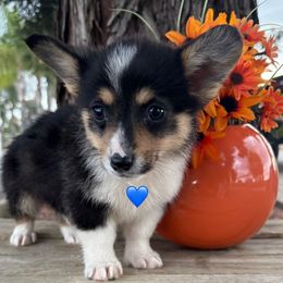 Tri Boy 1 - Black and tan Pembroke Welsh Corgi puppy in Bay Area, California from MJ's Corgis