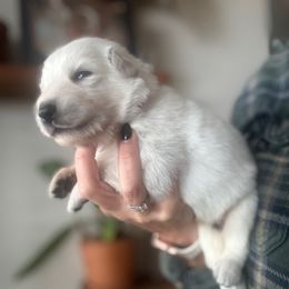 Red Male - White male Berger Blanc Suisse puppy in Brooksville, Florida from Vom Hundhaus Shepherds