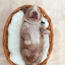 Boy 3 - Apricot male Goldendoodle puppy in North Carolina from Tuxedo Mountain Doodles