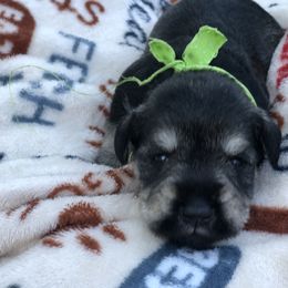 Miniature Schnauzer Puppies from MoonShadows Miniature Schnauzers