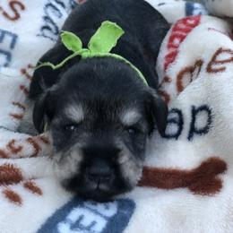 Miniature Schnauzer Puppies from MoonShadows Miniature Schnauzers