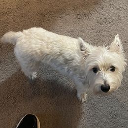 West Highland White Terrier All Grown Up from Joshua Olds