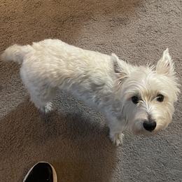 West Highland White Terrier All Grown Up from Joshua Olds