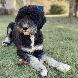 Bernedoodles and Goldendoodles from D-H Poodles & Doodles