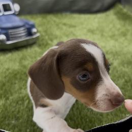 Chocolate and Tan Piebald Smooth Male - Piebald male Dachshund puppy in Killeen, Texas from Southern Dachshunds