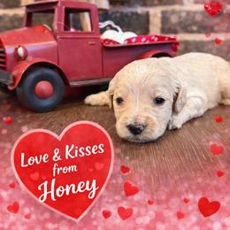 Honey - Parti female Goldendoodle puppy in Social Circle, Georgia from Poppiedoodle Farms