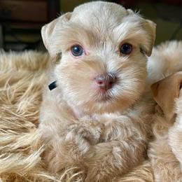 AKC Black collar Red Wheaten Male - Wheaten male Miniature Schnauzer puppy in Calhoun, Georgia from The BrickHouse Miniature Schnauzers