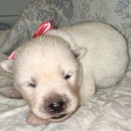 Snowflake - Fully Health Tested Parents - White female Siberian Husky puppy in Los Angeles, California from Limitless Huskies