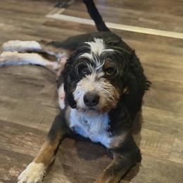 Iris - Bernedoodle