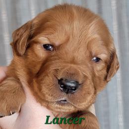Lancer - Dark golden male Golden Retriever puppy in Scurry, Texas from 07 Seven Oaks Goldens and Doodles