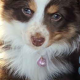 Australian Shepherds from Tammy Searcy's Australian Shepherds