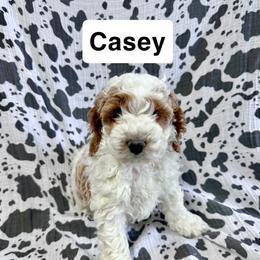 Casey - Buff and white male Cockapoo puppy in Lebanon, Missouri from Kaitlen's Doodle Pups