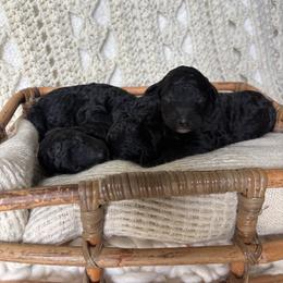 Abstract Black Girl - Black female Poodle puppy in Anna, Texas from Sweet Country Standards