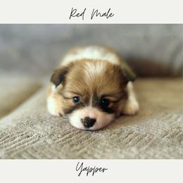 Yamper - Red male Pembroke Welsh Corgi puppy in Onalaska, Washington from Shoestring Valley Corgis