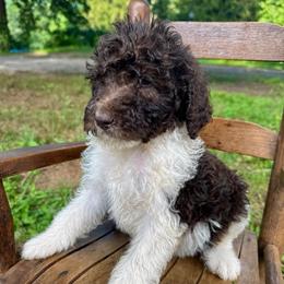 Pecan - Parti male Labradoodle puppy in Candler, North Carolina from Maple Bakin’ Doodles